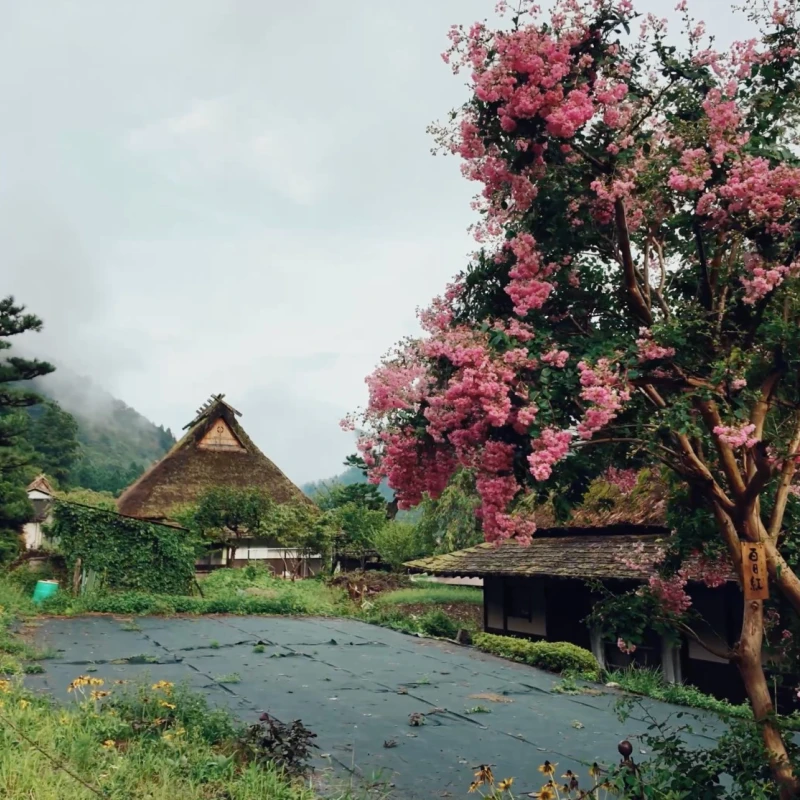 Gallery image for Kayabuki no Sato Guide: Exploring Miyama's Hidden Rural Hamlet