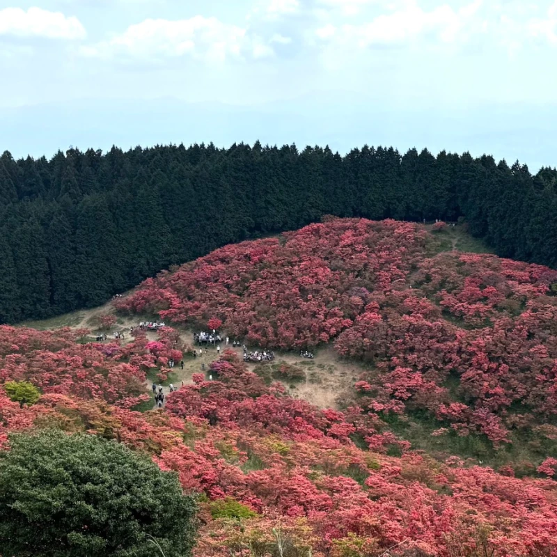 Gallery image for Katsuragi Kogen: The 360-Degree Panorama and Azalea Paradise