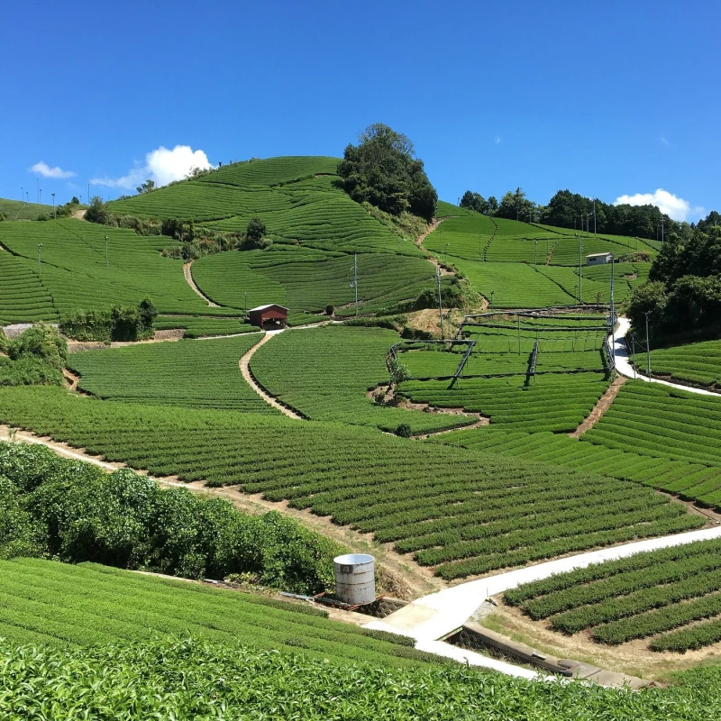 Gallery image for Wazuka: Kyoto’s Hidden Green Tea Valleys