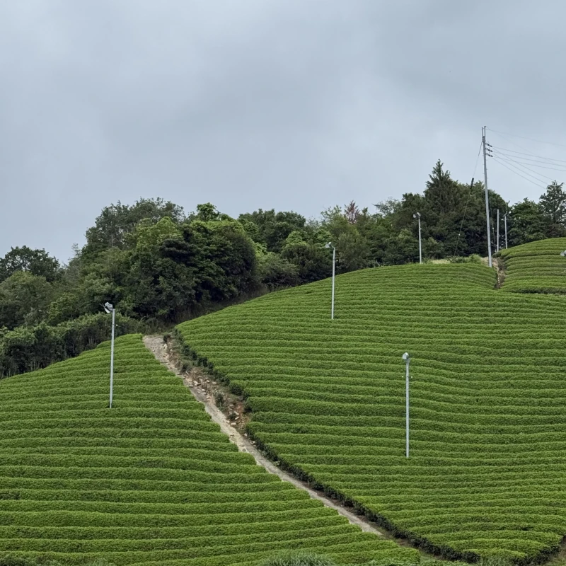 Gallery image for Wazuka: Kyoto’s Hidden Green Tea Valleys