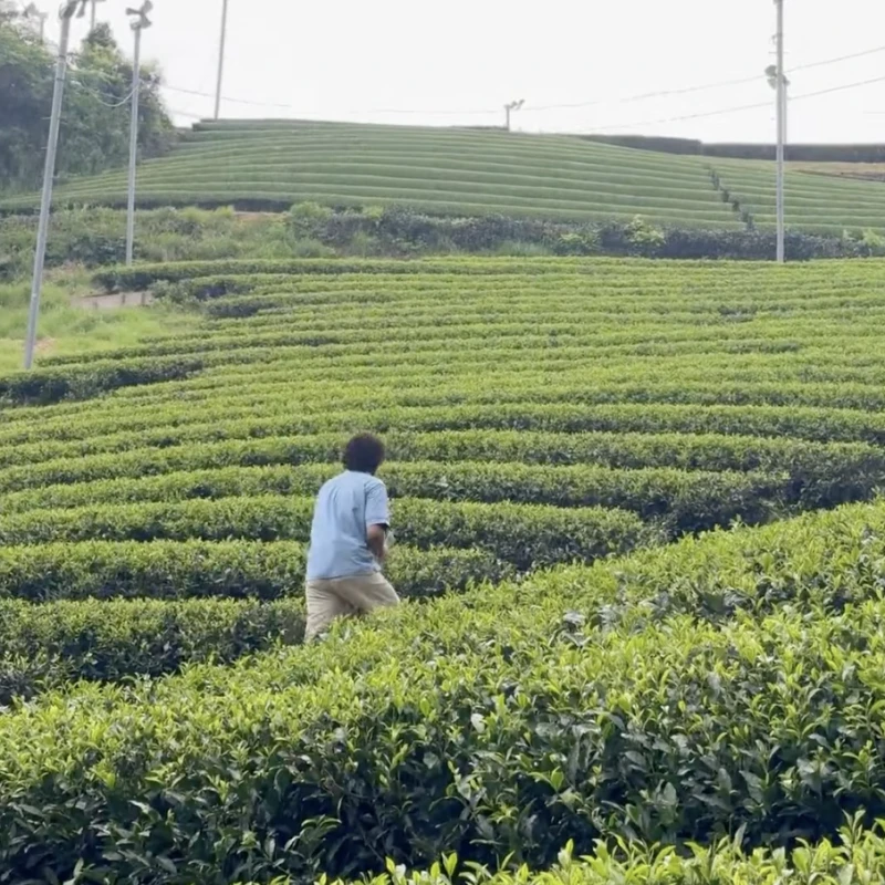 Gallery image for Wazuka: Kyoto’s Hidden Green Tea Valleys