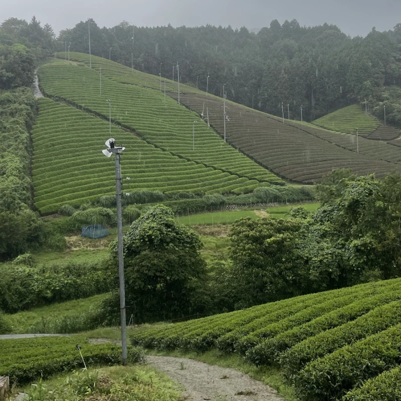 Gallery image for Wazuka: Kyoto’s Hidden Green Tea Valleys