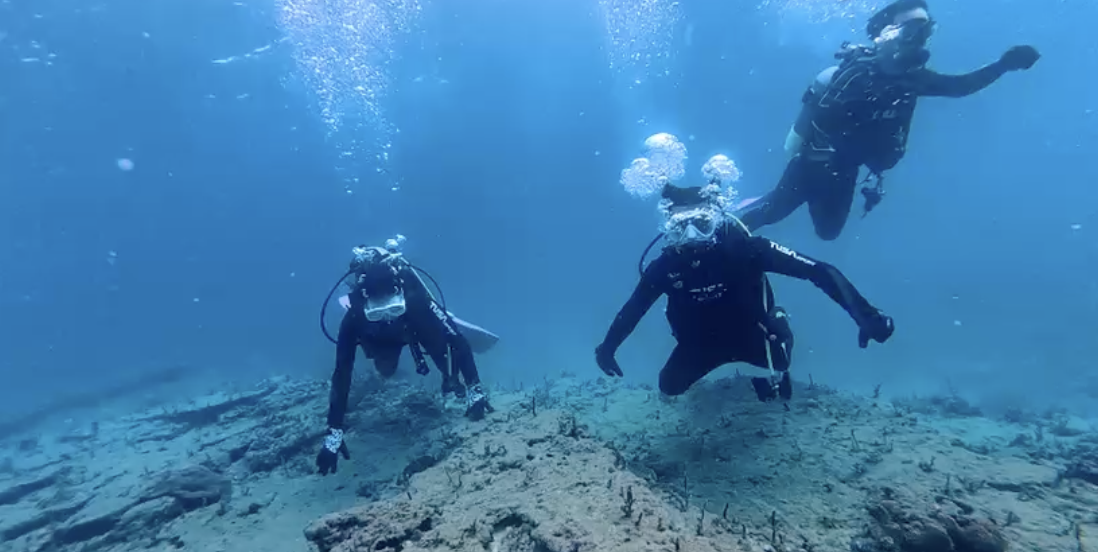 Shirahama Underwater: Discovering Wakayama's Ocean Magic at Blue Life Diving
