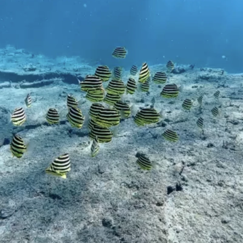 Gallery image for Shirahama Underwater: Discovering Wakayama's Ocean Magic at Blue Life Diving